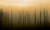 A foggy morning along the Cape Fear river's coastal marshes.  Wilmington, North Carolina.