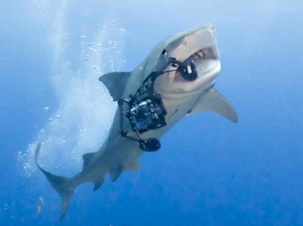 sharkattack