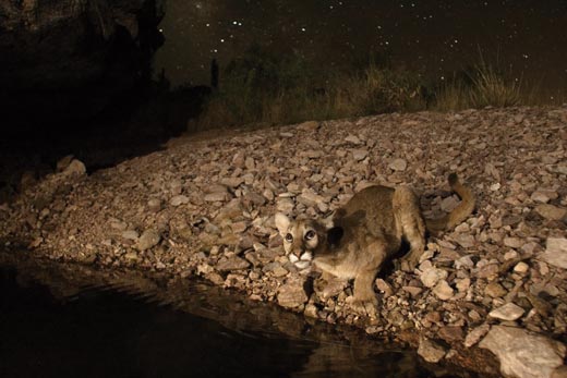 Capturing-the-Big-Cat-The-final-image-shot-with