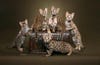 bengal-f1-kittens--texas-st.jpg