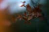 The leaves are starting to die as the cold sweeps through. The warm, orange gradient is getting pushed from the canvas while the leaves are left to die in the cold. The last vibrations of the leaves are expressed before their demise.