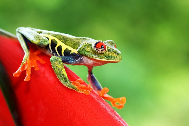Today's Photo of the Day comes from Jim Cumming and was captured in Costa Rica and taken with a Canon EOS 7D Mark II EF100mm f/2.8 Macro USM lens at 1/250, f/5.6 and ISO 800. See more work<a href="http://www.flickr.com/photos/8721305@N05/"> here.</a>