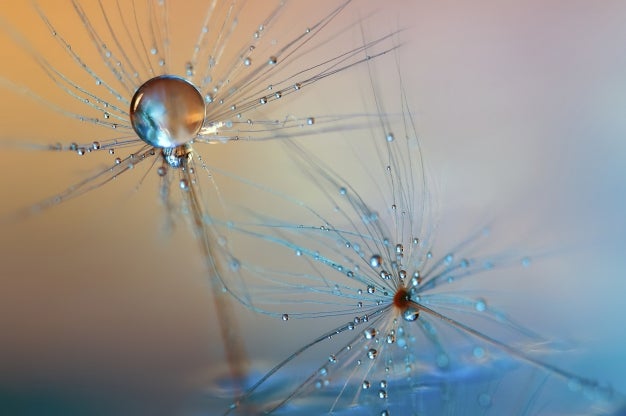 The last seed standing By Heidi Westum Two seeds in water, and with some color paper (metallic) behind. The light is coming from the side through a window. The light reflected very differently on a bend / change angle of it. Here it is also used extension tubes, and it is the cheap kind, so I have to set everything manually. Therefore I can`t get the exif from the file, neither on focal length or aperture.Droplets sprayed with a spray bottle.