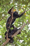 Howler Monkeys, Monkey River