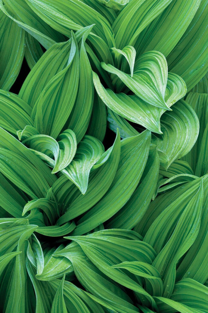 False Hellebore, Monongahela  National Forest, WV