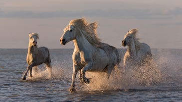 Carol Walker’s Tips for Taking Majestic Horse Photographs
