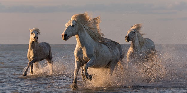 Carol Walker’s Tips for Taking Majestic Horse Photographs