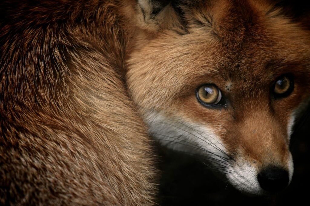 "Fox