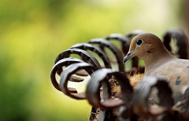 Debbie Oppermann spotted this morning dove nesting in a metal flower basket she has hanging from her front door. She made this image of the bird using a Canon EOS 60D with a long EF 100mm f/2.8 Macro USM lens at 1/160 sec, f/2.8 and ISO 160. See more of her work <a href="http://www.flickr.com/photos/debbiejoppermann/">here.</a>