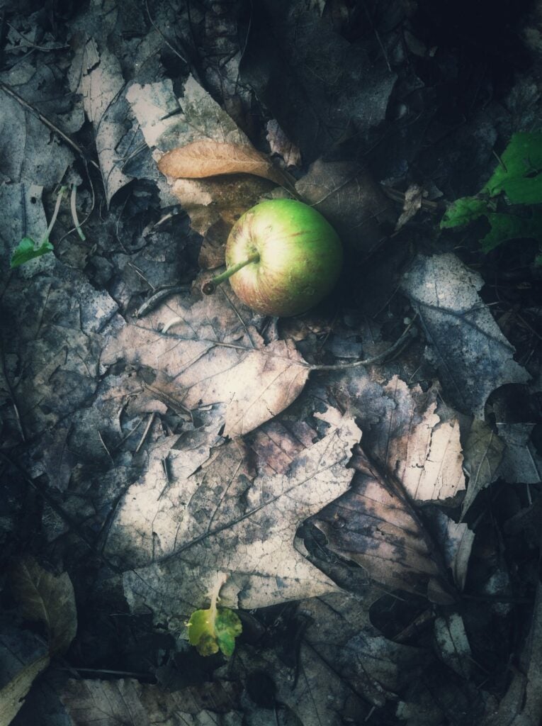 apple leaves