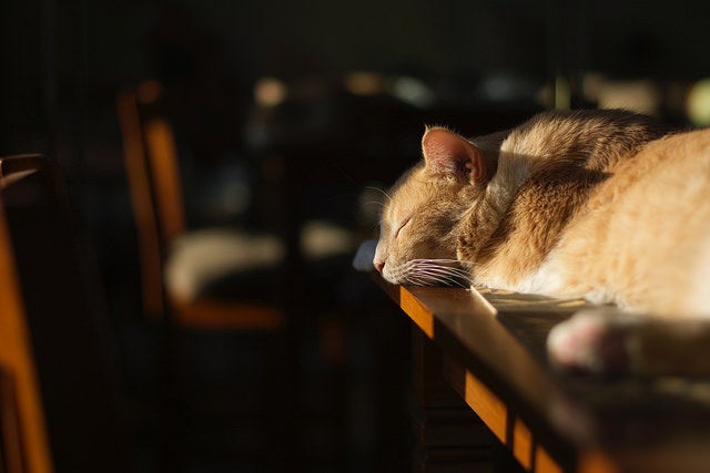 Today's Photo of the Day comes from Hector Lopez in New York City. Not much to say in terms of exif data on this shot of a sun bathing cat, but it's a nice example of waiting for the light. See more of Hector's work <a href="http://www.flickr.com/photos/hecklo_photography/">here. </a>