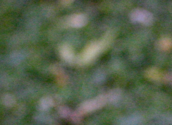 Canon-EOS-40D-This-is-a-100-pixel-view-of-the-JP