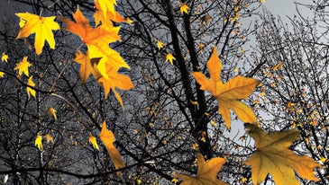 You Can Do It: Leaf Show