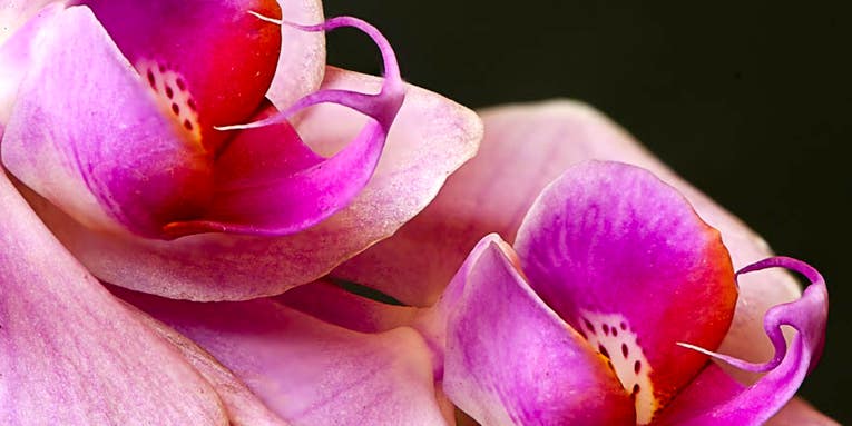 Reader Gallery: 30 Beautiful Close-Up Flower Photos