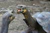 Giant Galapagos Tortoises