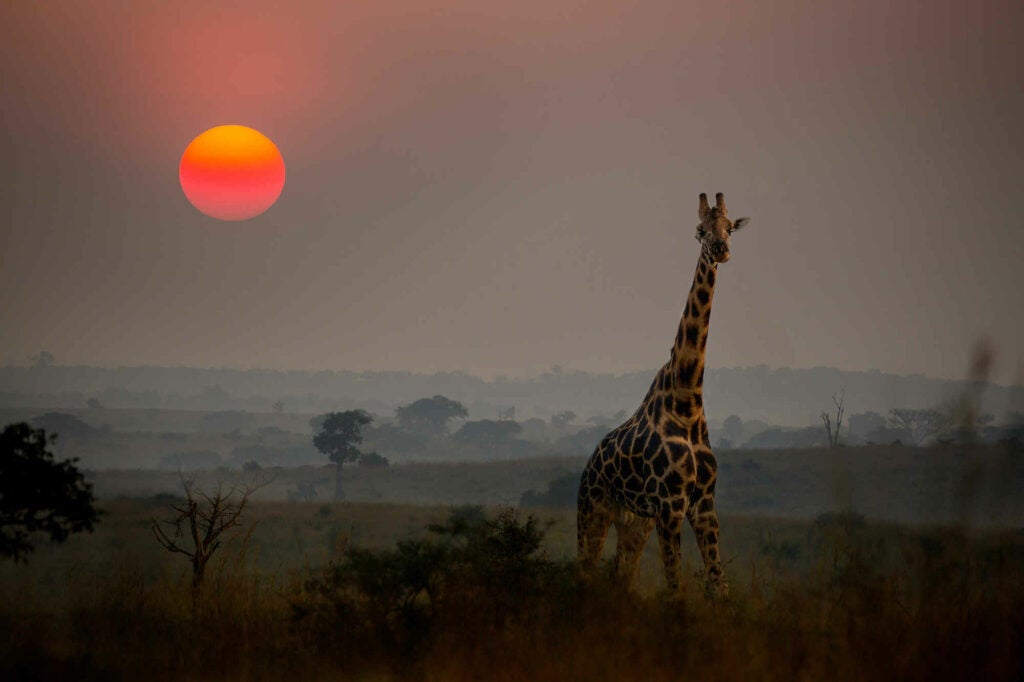 Early morning safari ride and a majestic Giraffe under an amazing multicolored sun.  Photographed in Uganda at the end of a Mission trip.