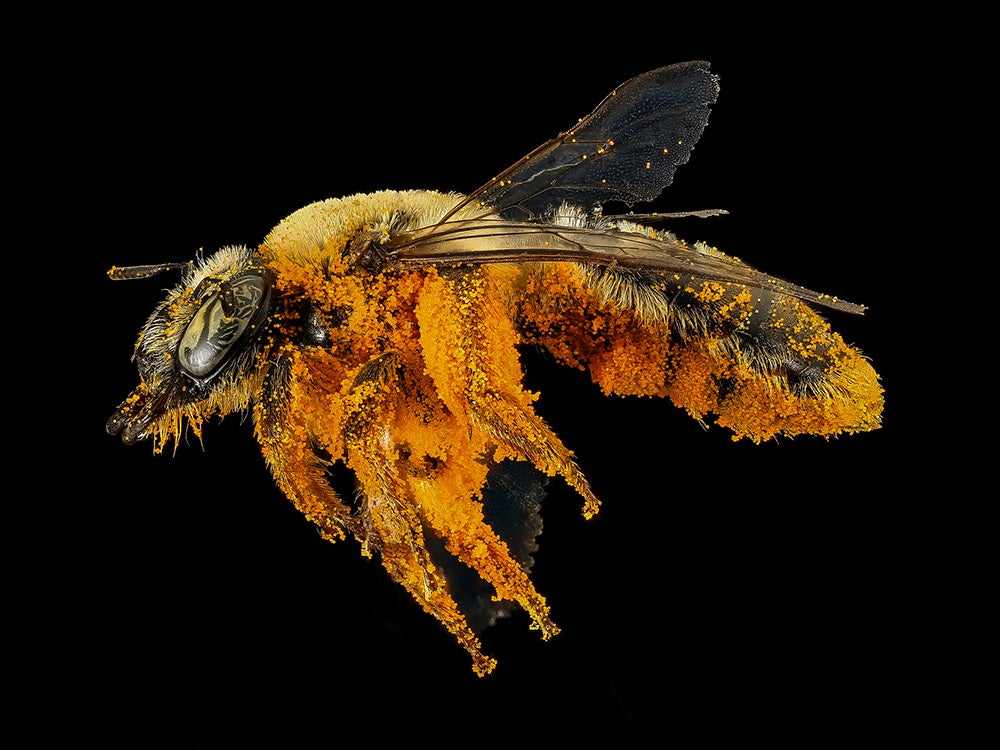 bee with orange pollen
