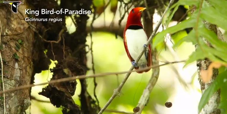 For the First Time, All 39 Species of Birds-of-Paradise Have Been Capture on Film