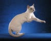 tonkinese-dream-catcher.jpg