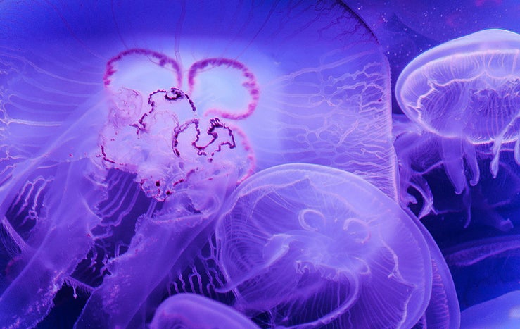 Today's Photo of the Day of a cluster of jellies was taken by Flickr user Xonex at Ripley's Aquarium of Canada in Toronto. We can't be sure, but maybe Xonex was inspired by last month's lighting <a href="https://www.popphoto.com/how-to/2014/08/how-to-photograph-jellyfish-aquarium-setting/">feature on capturing these slow moving creatures. </a>See more of Xonex's work <a href="http://www.flickr.com/photos/steinwayslayer/">here. </a>