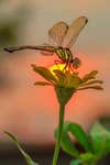 sunset dragonfly