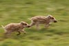 Wild Boar Piglets