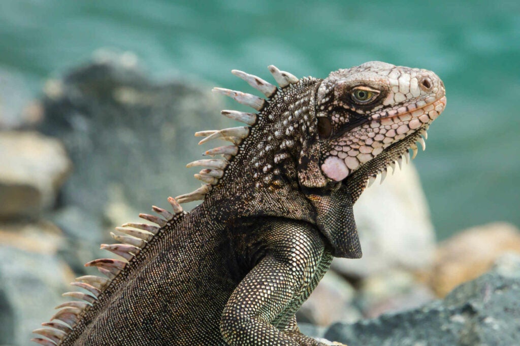 While on the Dominican Republic Island, I saw a group of Iguanas looking for a handout--as long as you didn't get too close.