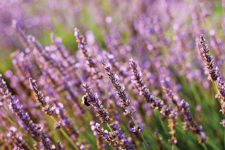 Tilt Shifting Lavender