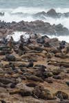 Cape Fur Seal Colony, Cape Cross