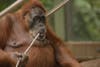 Today's Photo of the Day was captured by Ben Roffelsen at the Metro Toronto Zoo. Ben photographed this orangutan with a Nikon D7100 with a 150.0-500.0 mm f/5.0-6.3 lens. See more of Ben's work<a href="http://www.flickr.com/photos/benroffelsen/"> here. </a>