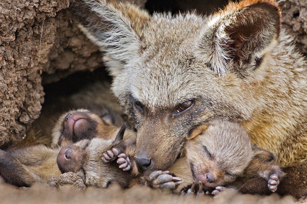 Bat-eared Fox and Pups