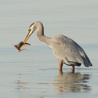 Blue heron eating stingray