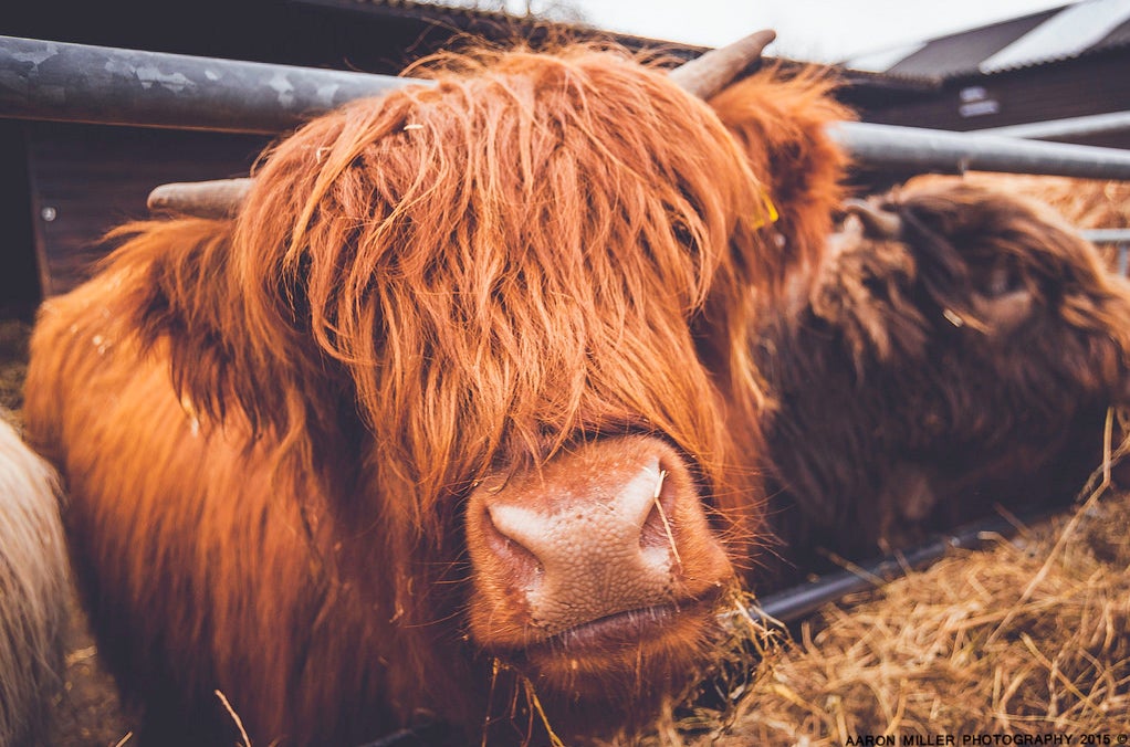 Today's Photo of the Day comes from Aaron Miller and was taken in Graves Park in Sheffield, England. Miller used a Nikon D40 to capture this highland cow. See more of his work <a href="http://www.flickr.com/photos/aaronmillerphoto/">here. </a>