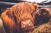 Today's Photo of the Day comes from Aaron Miller and was taken in Graves Park in Sheffield, England. Miller used a Nikon D40 to capture this highland cow. See more of his work <a href="http://www.flickr.com/photos/aaronmillerphoto/">here. </a>
