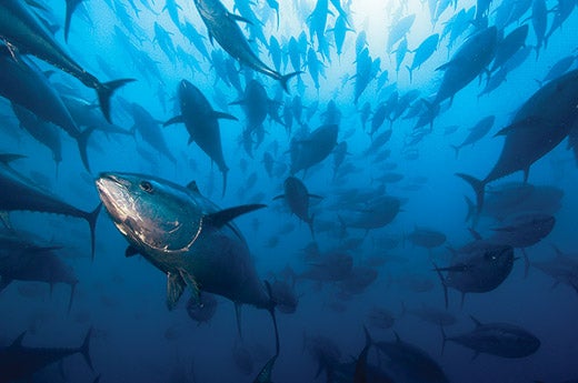 Portfolios-Brian-Skerry