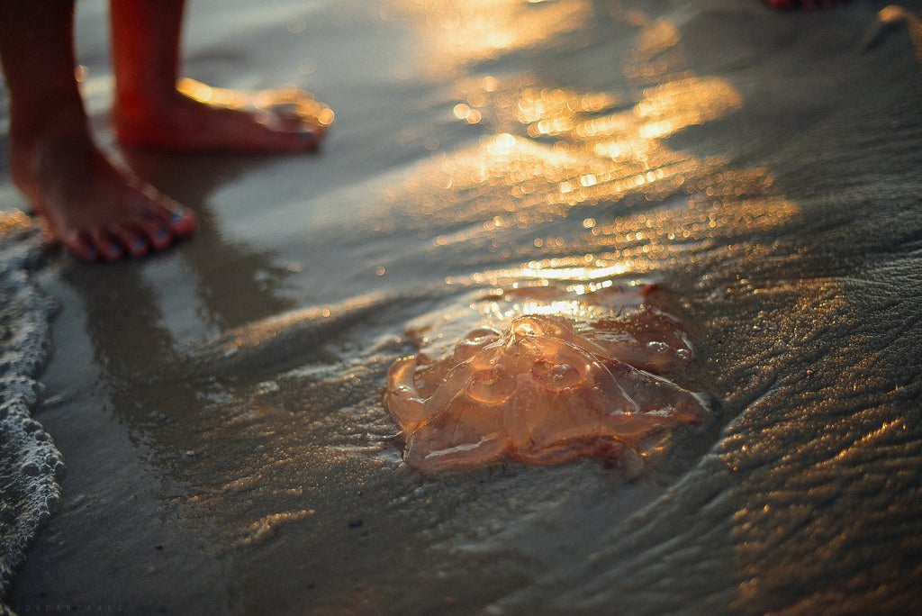 Today's Photo of the Day was taken by Jordan Parks along Alabama's Gulf shore at golden hour. According to Parks that day the beach was covered in jellies of all sizes. "You could swim for a couple of hours and then hundreds and hundreds of jellyfish came in with the tide. We saw so many of these monsters," she writes. See more of her work <a href="https://www.flickr.com/photos/jordanparksphotography/">here. </a>