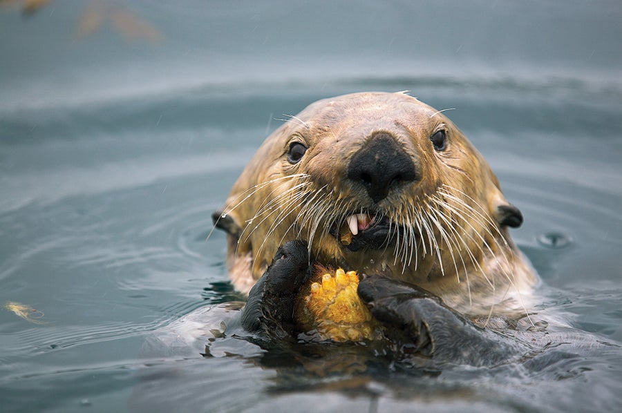 Sea Otter