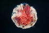 cyanea capillata sphere.jpg