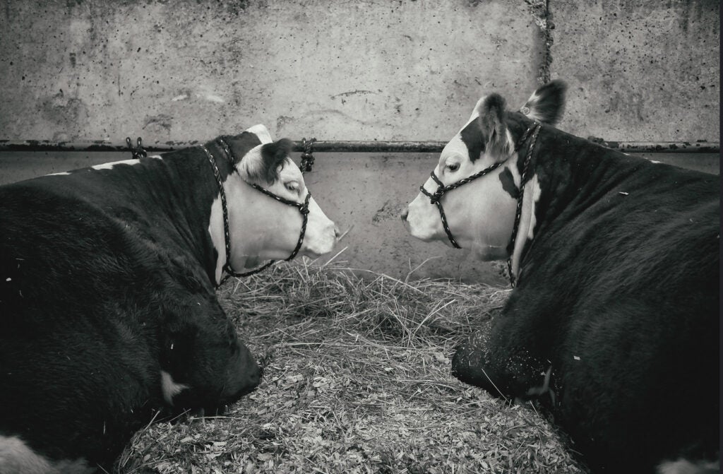 Today's Photo of the Day comes from Quintin Doroquez and was captured using a Leica Camera AG Leica X2. For this shot of two lounging cows Quintin shot at 1/30 sec at f/2.8; ISO 250. See more of his work<a href="http://www.flickr.com/photos/theq/"> here. </a>