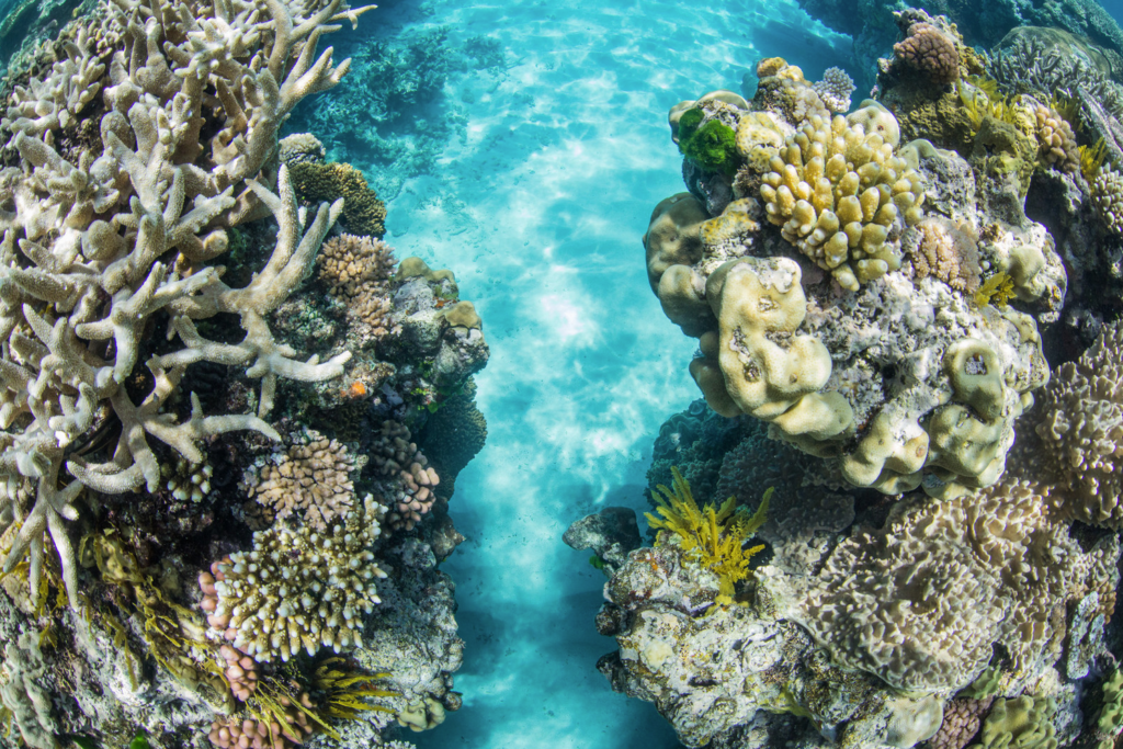 Today's Photo of the Day comes from photographer Markolf Zimmer and features the Great Barrier Reef in Port Douglas, Australia. See more of Markolf's underwater work <a href="http://www.flickr.com/photos/markolfzimmer/">here. </a>