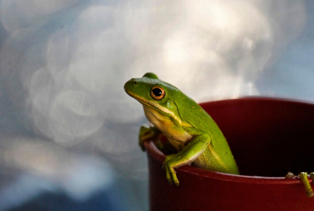 Frog in a Cup