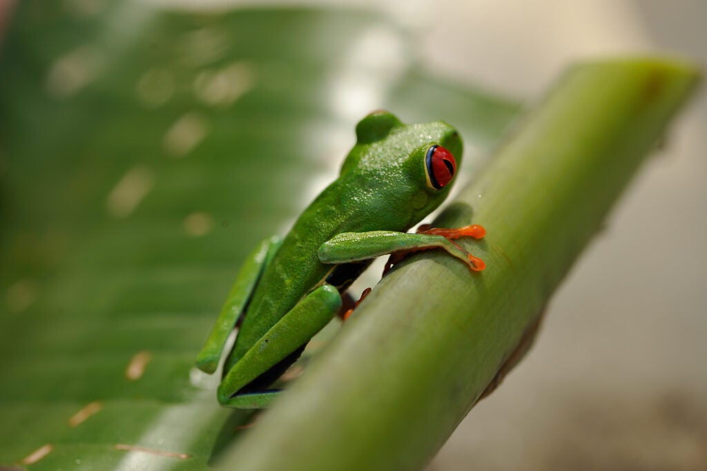 20100203_bd_costarica-0576.jpg