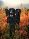 black labs outside in fall