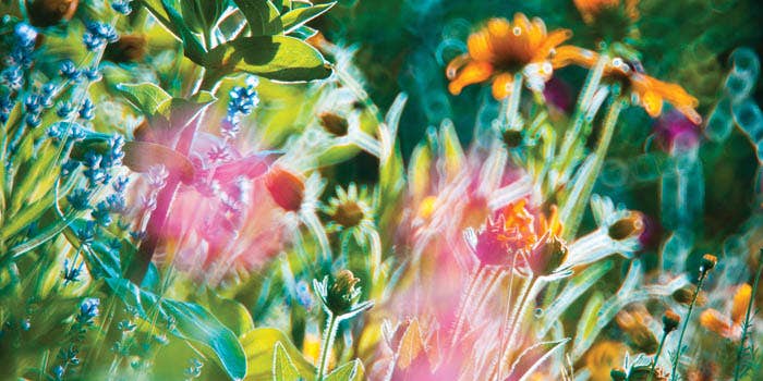 Behind the Photos: Magda Wasiczek’s Surreal Floralscapes Behind the Photos: Magda Wasiczek’s Surreal Floralscapes