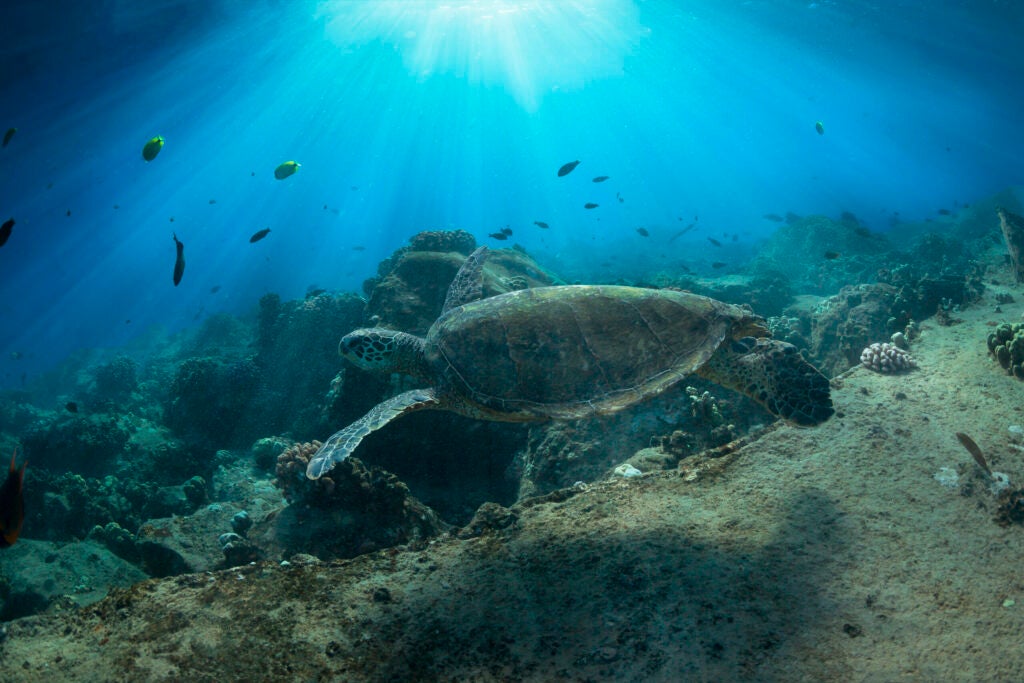 Diving with Turtles