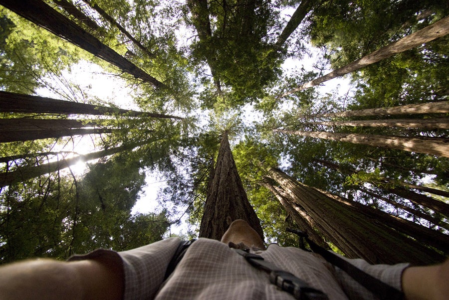 John Muir Woods, California 1