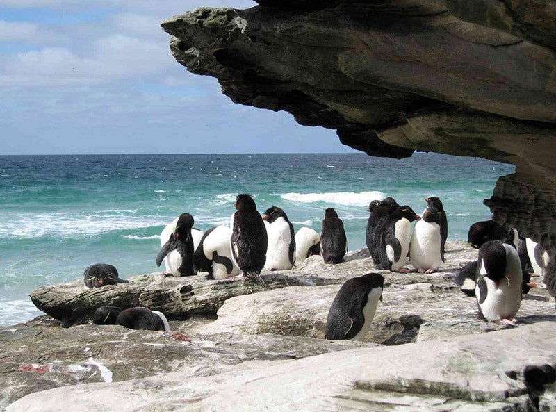 The Neck, The Falkland Islands