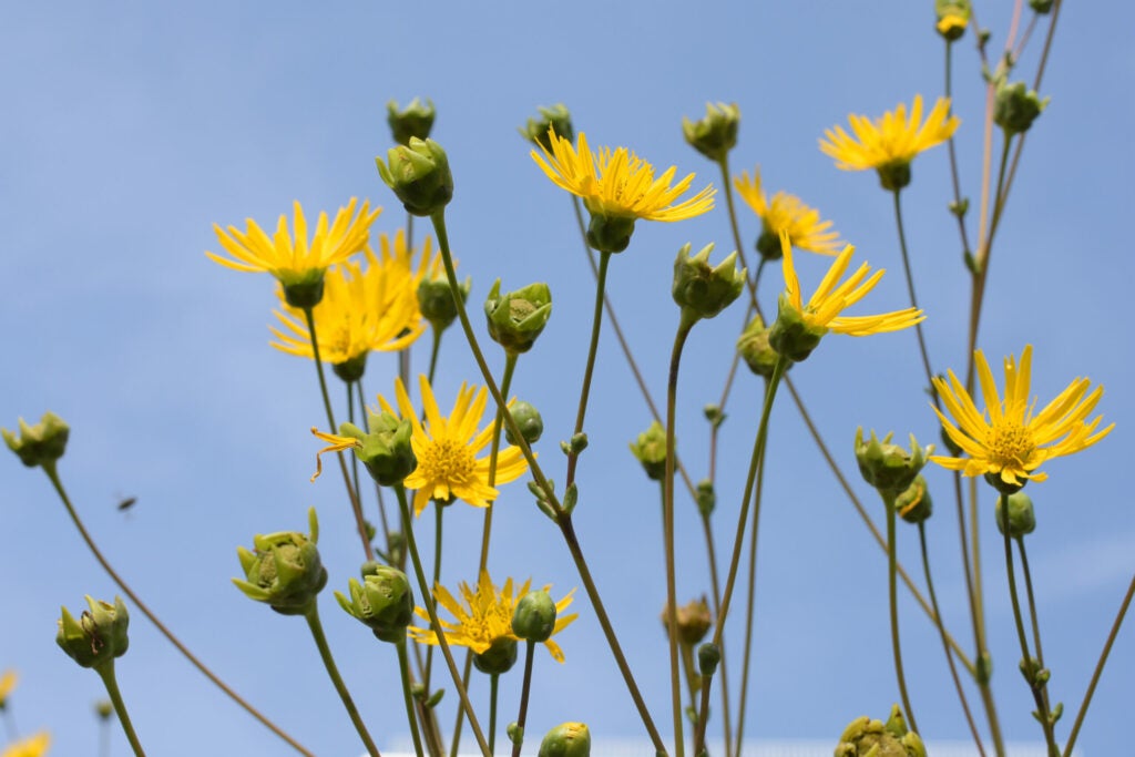 Flowers are right in the wheelhouse of a close-focusing lens, especially on a crop-sensor body.