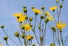 Flowers are right in the wheelhouse of a close-focusing lens, especially on a crop-sensor body.