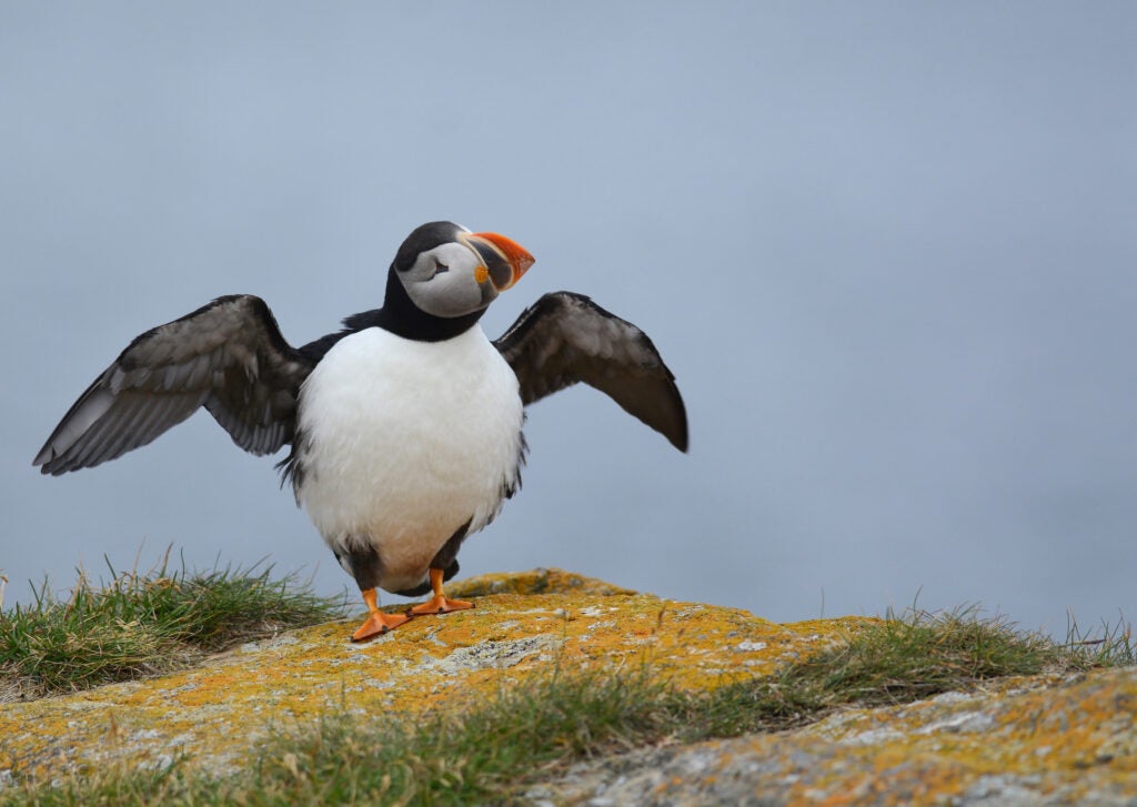 Today's Photo of the Day comes from Jeannine St-Amour and was taken in Elliston, Newfoundland using a Nikon D7100 with a 
300mm f/4 lens at 1/2000 sec, f/4.5 and ISO 320. See more work <a href="https://www.flickr.com/photos/87179631@N02/">here.</a>